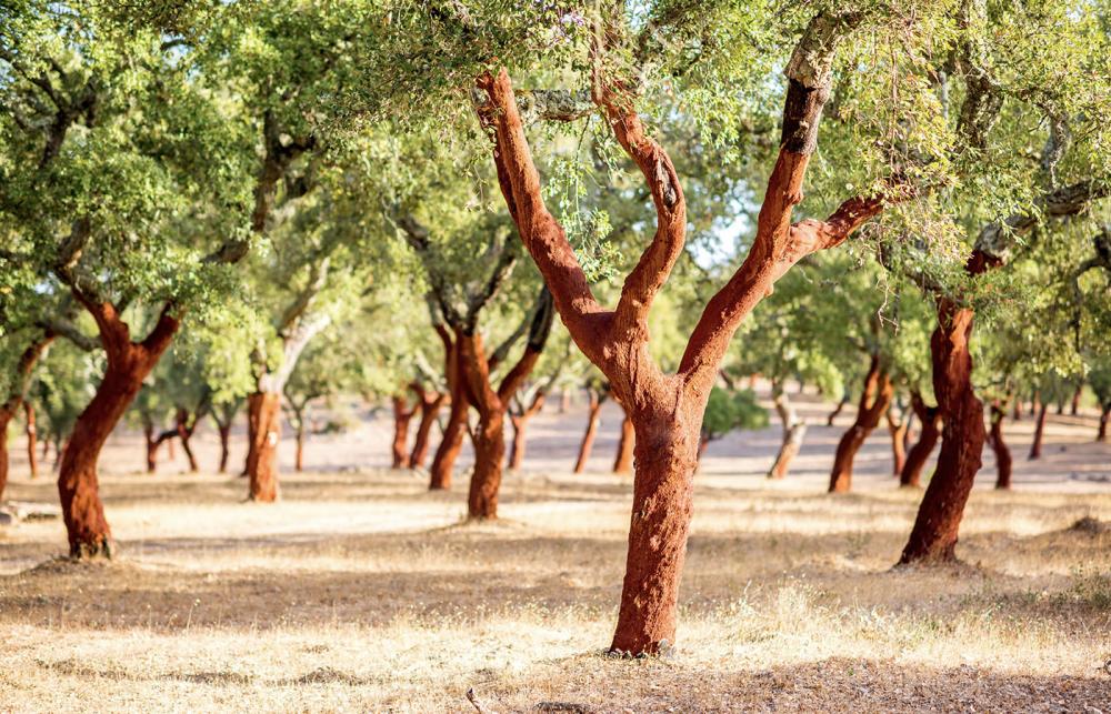 Cork Tree