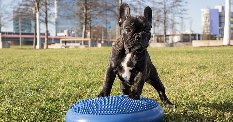 Dog on Wobble Cushion