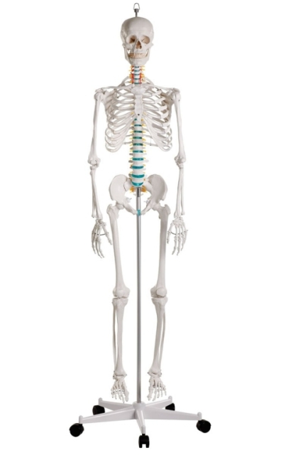 Anatomical Skeleton - Life Size Model