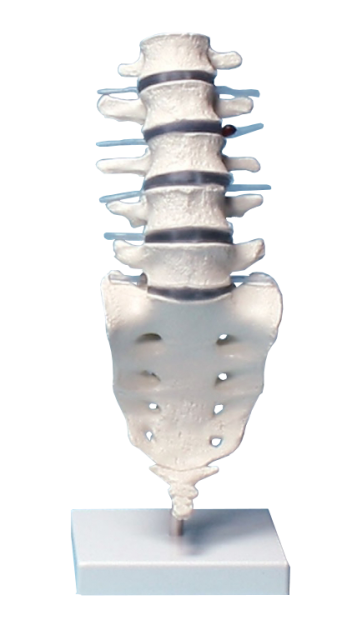 Lumbar Vertebral Column Model