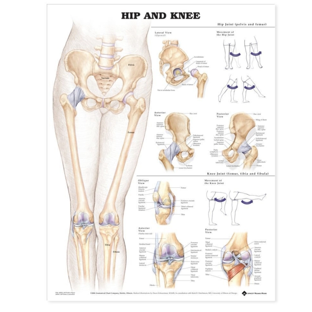 Hip & Knee Poster