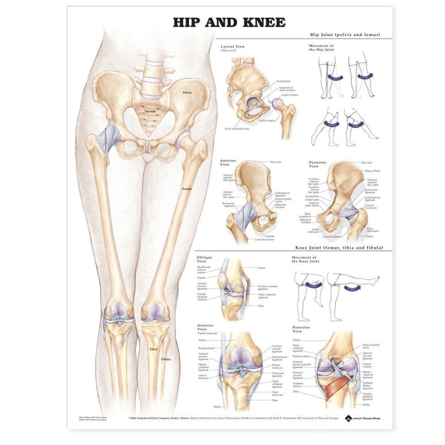 Hip & Knee Poster