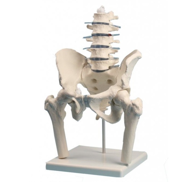 Human Pelvis Model with Lumbar Spine and Femoral Head