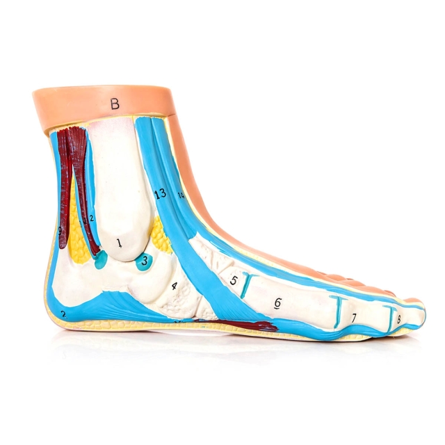 Anatomical Foot Model - Flat Foot