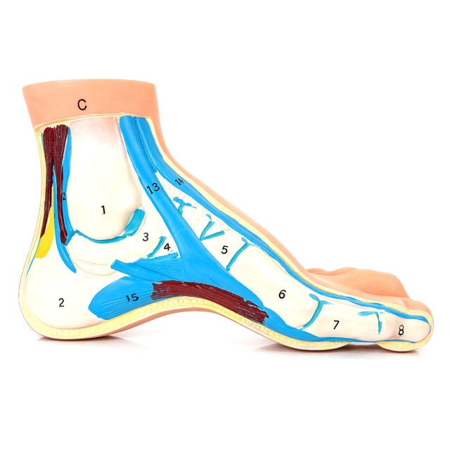Anatomical Foot  Model - High Arch Foot 