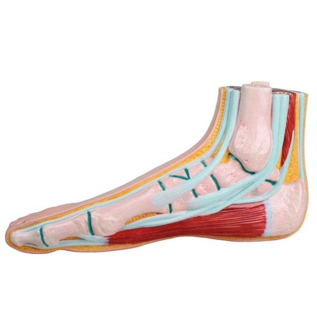 Anatomical Foot Model - Normal Foot