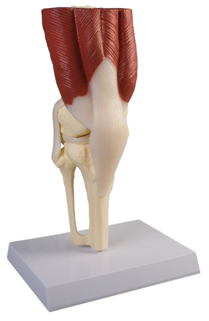Human knee joint model in life size used in education and physiotherapy clinics.  Anatomical Life size. Educational tool for patients and students.