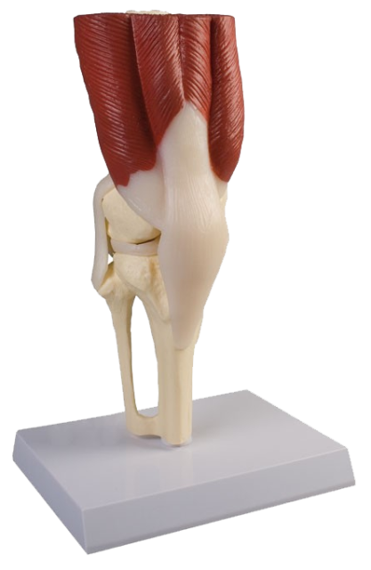 Knee Joint Model Anatomical Life Size Model