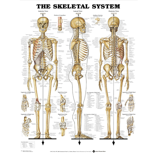 Skeletal System Anatomical Poster - Laminated