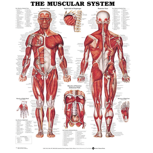 Muscular System Chart 