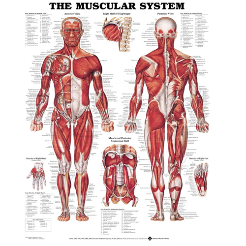 Muscular System Anatomical Poster