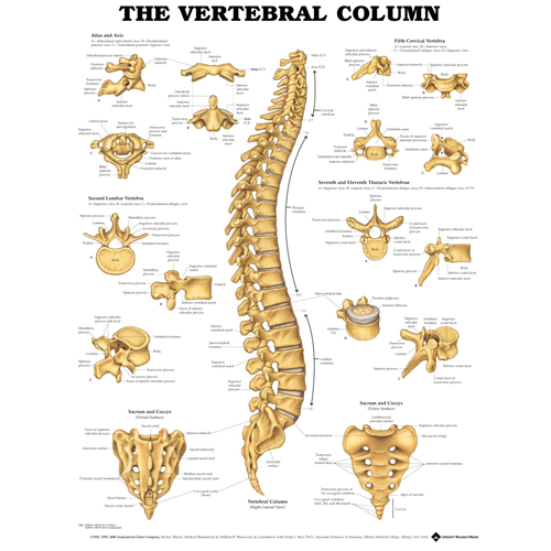 Vertebral Column Chart Anatomical Poster