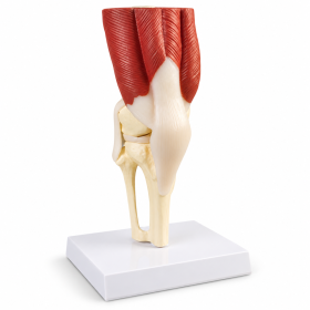 Knee Joint Model Anatomical Life Size Model