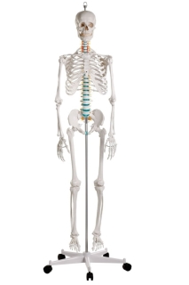 Anatomical Skeleton - Life Size Model