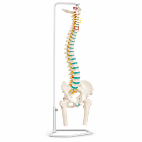 Anatomical Vertebral Column with Pelvis Model