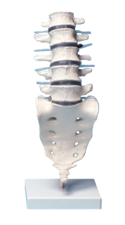 Lumbar Vertebral Column Model