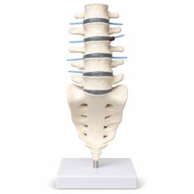 Lumbar Vertebral Column Model