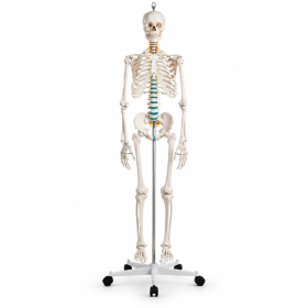 Anatomical Skeleton - Life Size Model