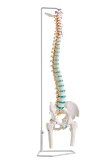 Anatomical Vertebral Column with Pelvis Model