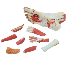 Foot Muscle Model with Removable Foot Parts