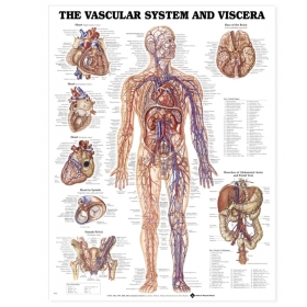 Vascular System and Viscera Chart - Laminated Poster
