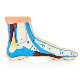 Anatomical Foot Model - Normal Foot