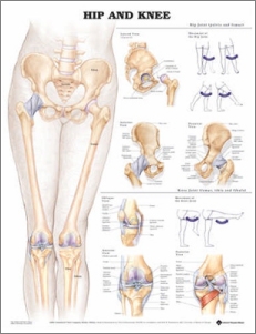 Hip & Knee Poster | Colour chart