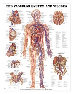 Vascular System and Viscera Chart | Laminated poster | Colour