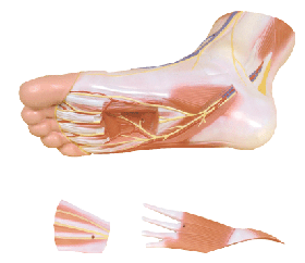Foot Muscle Model with Removable Parts