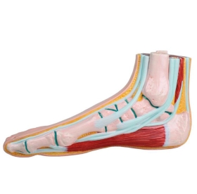 Anatomical Foot Model - Normal Foot