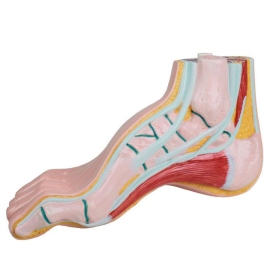 Anatomical Foot  Model - High Arch Foot 