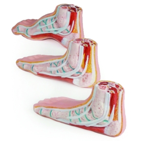 Mini Foot Models - 3 Set