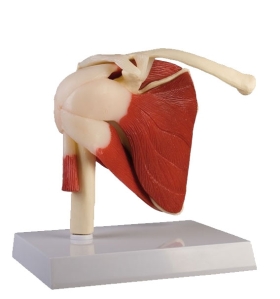 Shoulder Joint Model Anatomical Model