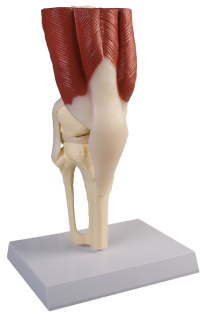 Human knee joint model in life size used in education and physiotherapy clinics.  Anatomical Life size. Educational tool for patients and students.