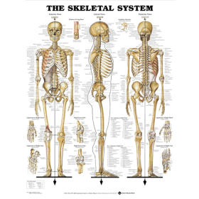 Skeletal System Chart | Laminated poster | Colour
