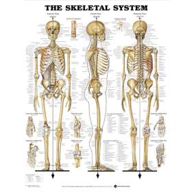 Skeletal System Anatomical Poster - Laminated