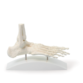 Foot Skeleton - Bones of Foot Anatomical Model