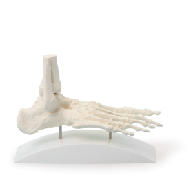 Foot Skeleton