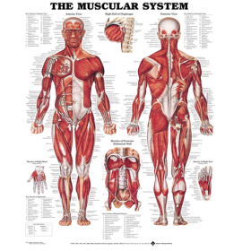 Muscular System Anatomical Poster