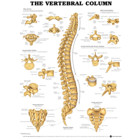 Vertebral Column Chart Anatomical Poster