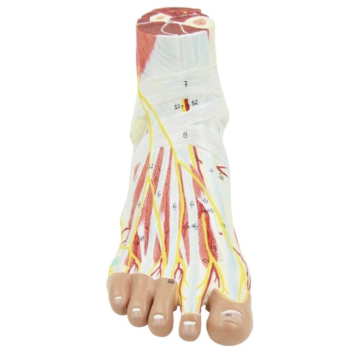 MIIRR Human Foot And Ankle Model, 1:1 Life-Size Model, Human Foot And Ankle Model 1 1 Life Size Model Human Foot And Ankle Skeleton Model With Tibia And Fibula Right Full Joint