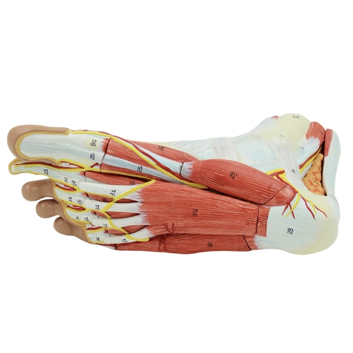 Foot Muscle Model with Removable Foot Parts Algeos