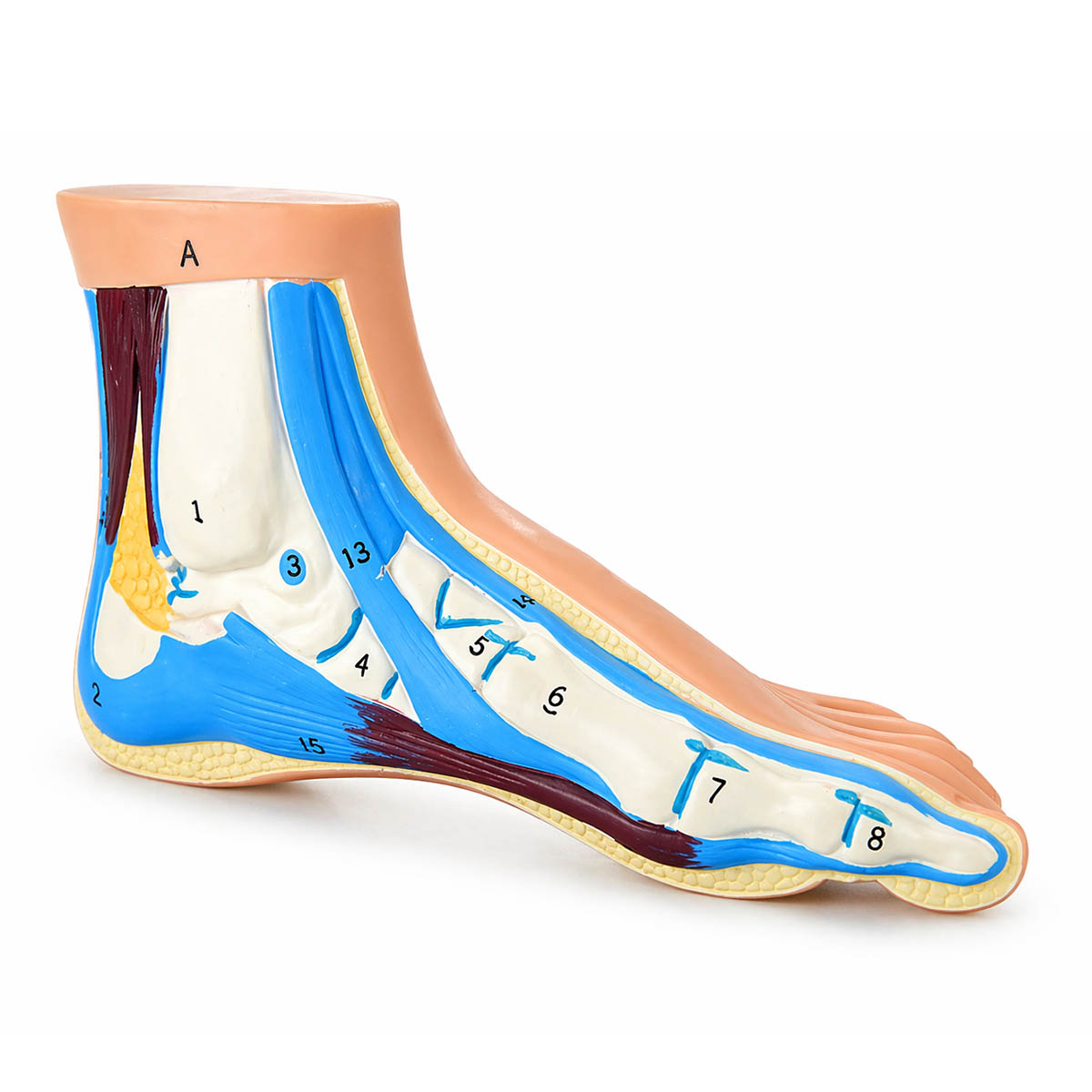 Anatomical Foot Model - Normal Foot
