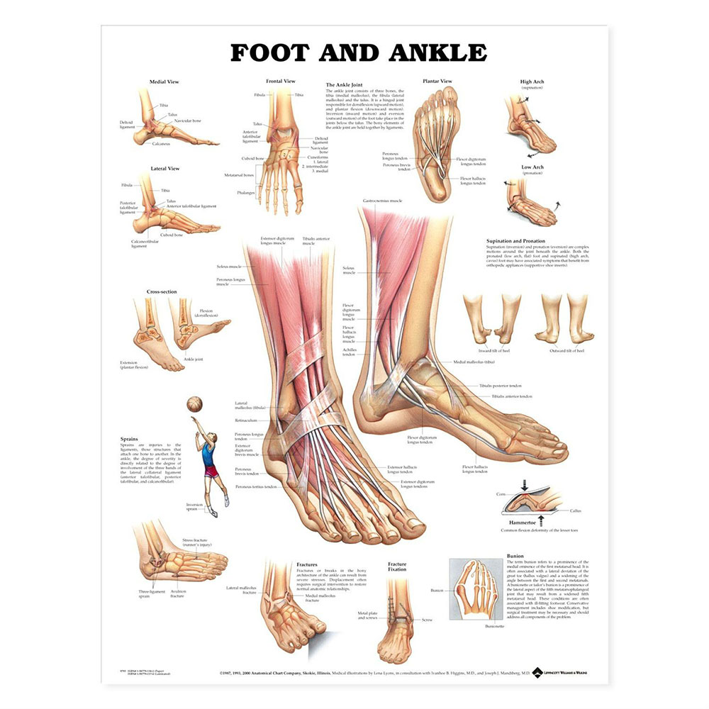 Anatomical Foot Ankle Poster Colour Paper Version Algeos