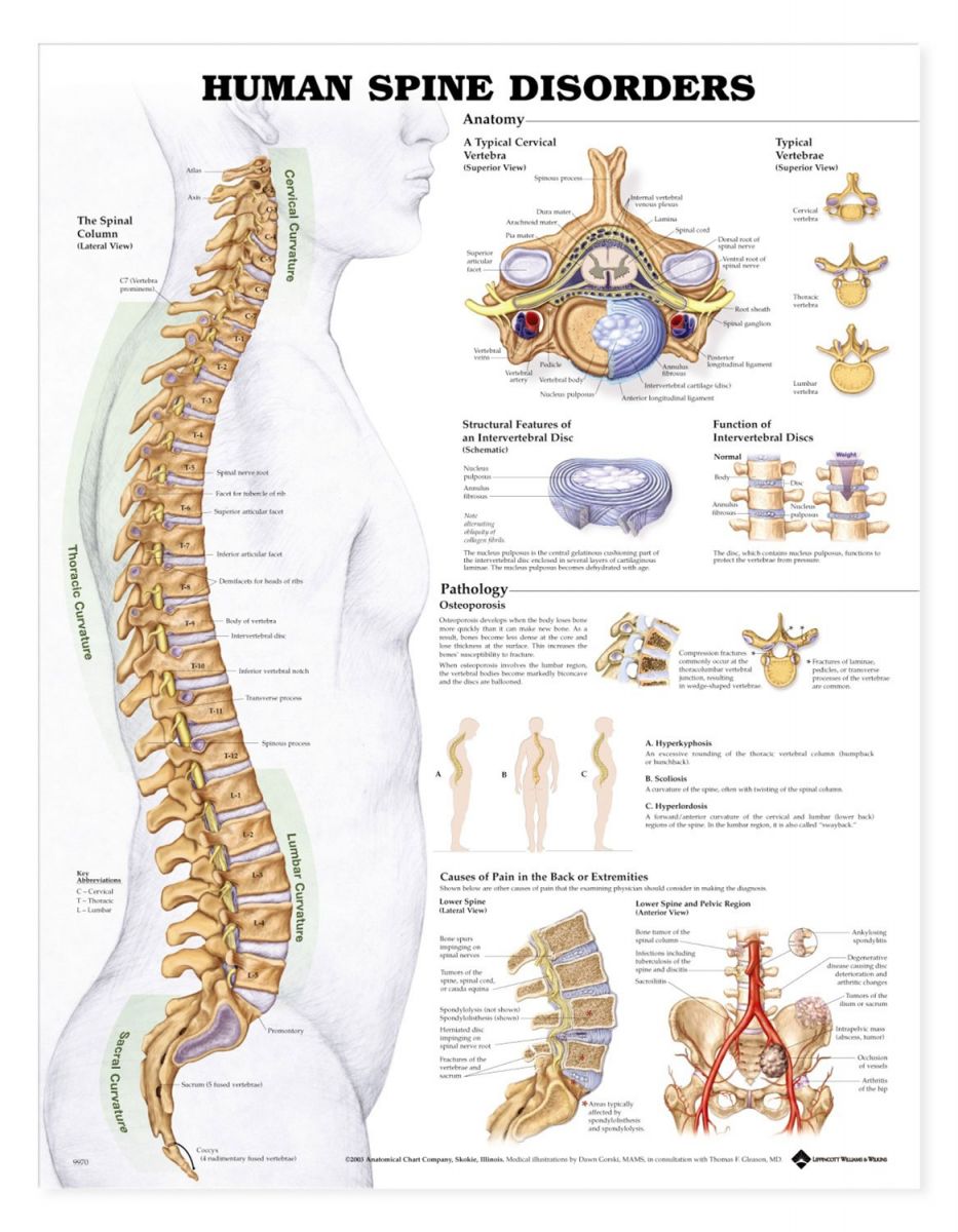 Spine Poster