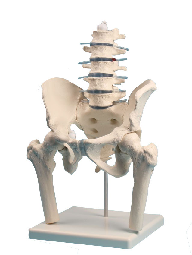 Human Pelvis Model with Lumbar Spine and Femoral Head